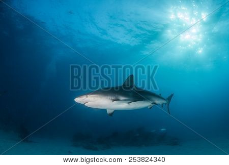 Caribbean Reef Shark At The Bahamas