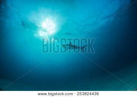 Caribbean Reef Shark At The Bahamas