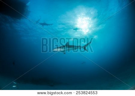 Caribbean Reef Shark At The Bahamas