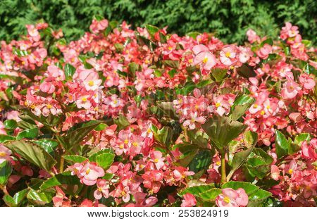 Begonia Benariensis Grade Big Rose With Green Leaves, Benary Begonia, Many Bright Pink And Red Flowe