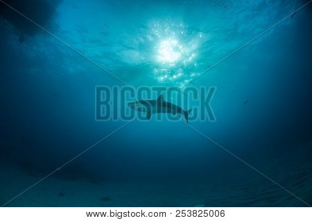 Caribbean Reef Shark At The Bahamas