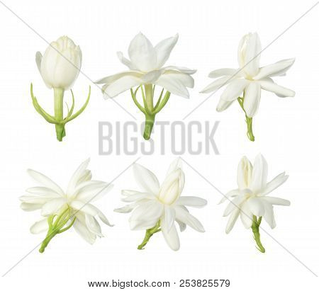 White Flower, Thai Jasmine Flower  Isolated On White Background.
