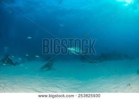 Caribbean Reef Shark At The Bahamas
