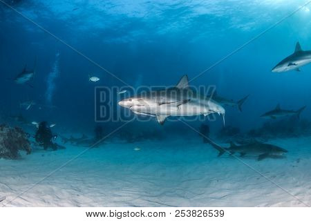 Caribbean Reef Shark At The Bahamas