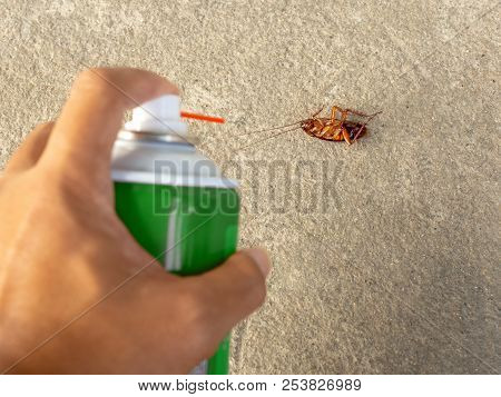 Human Hand Spraying Insecticide On Dead Cockroach. Pest Control, Health And Hygiene Concept, Copy Sp