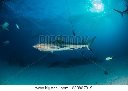 Caribbean Reef Shark At The Bahamas