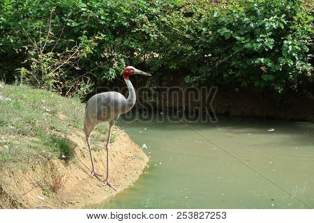 A Sarus Crane (scientific Name: Antigone Antigone)