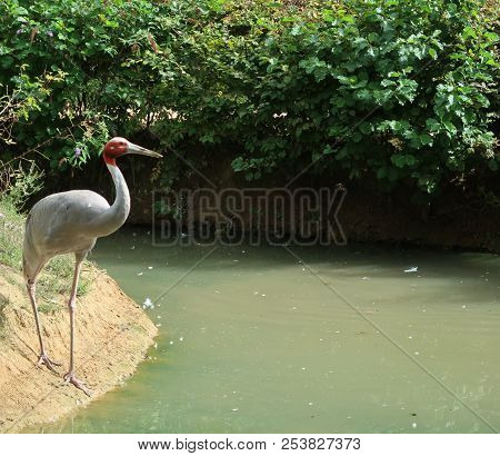 A Sarus Crane (scientific Name: Antigone Antigone)