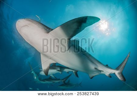 Caribbean Reef Shark At The Bahamas