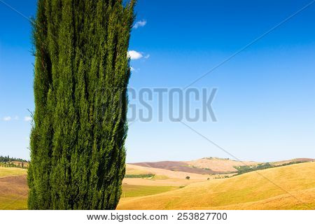 Cypresse On A Hill Near Asciano In Crete Senesi, Tuscany, Italy
