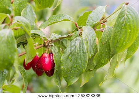Ripe Red Cornelian Cherries Called Also Cornel Or Dogwood On The Branch. Cornus Fruit . Dogwood Berr