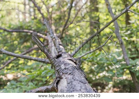 Leaf Covered Path In Forest With Fallen Logs. A Fallen Tree In The Woods.