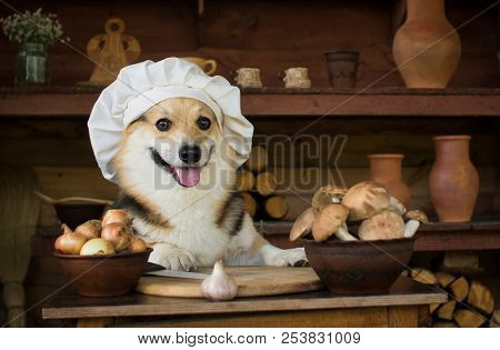 Dog Welsh Corgi Prepares Mushrooms For Dinner With Onion And Garlic.