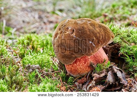 Neoboletus Luridiformis In The Natural Environment