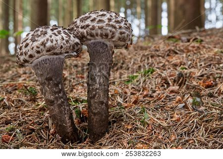 Strobilomyces Floccopus In The Natural Environment