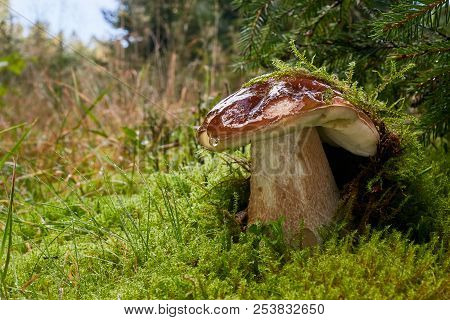 Boletus Edulis. Fungus In The Natural Environment.