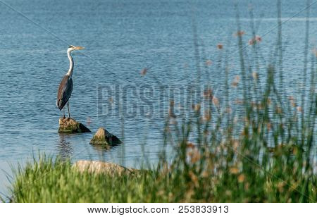 The Big Bird Of A Gray Heron Stands On A Rock In Blue Water On A Sunny Day. Ukraine, Kakhovskoe Rese