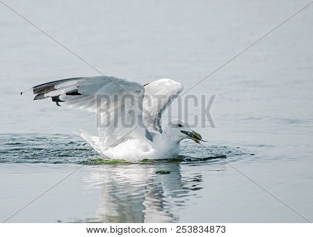 Close-up Portrait Of Big White And Gray Seagull Bird Caught A Fish On The Water On A Sunny Summer Da