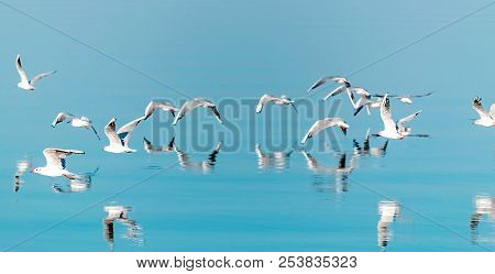 A Horizontal Panorama Of A Flock Of Flying Seagull Birds Low Over Blue Water. Beautiful Natural Back