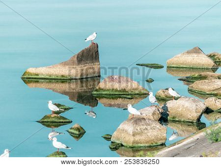 Flock Of White Seagull Birds Sitting On Big Rocks On Blue Water. Ukraine Kakhovka Reservoir Beautifu