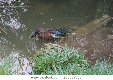 Australasian Shoveler In A Pond (scientific Name: Spatula Rhynchotis)