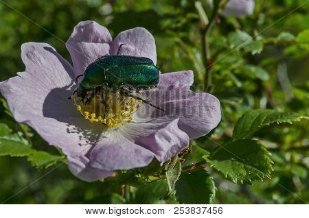 A Green Beetle Or Cetonia Aurata In The Sun On A Bloom Wild Rose Flower, In District Marchaevo, Sofi