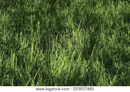 Background Of Natural Green Grass Field In Springtime, District Marchaevo, Sofia, Vitosha Mountain, 