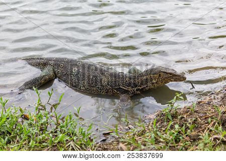 Varanus salvator, commonly known as water monitor or common water monitor in the water