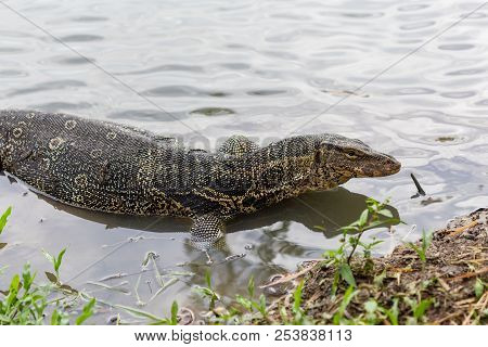 Varanus salvator, commonly known as water monitor or common water monitor in the water