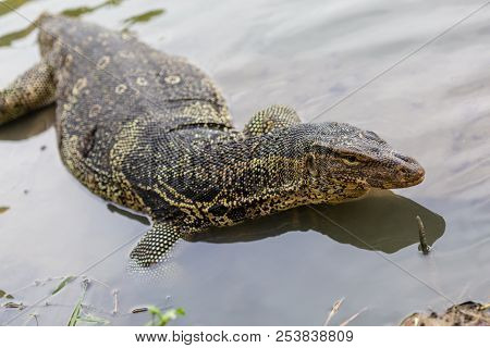 Varanus salvator, commonly known as water monitor or common water monitor in the water