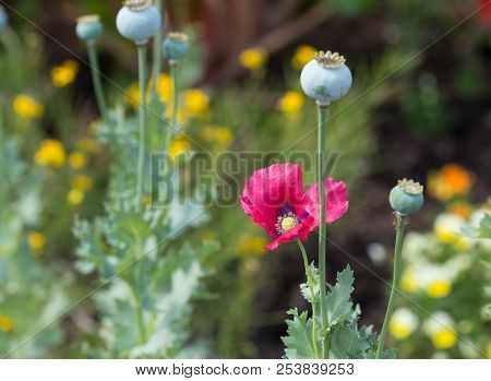 Pink Poppy In Bloom With Green Background