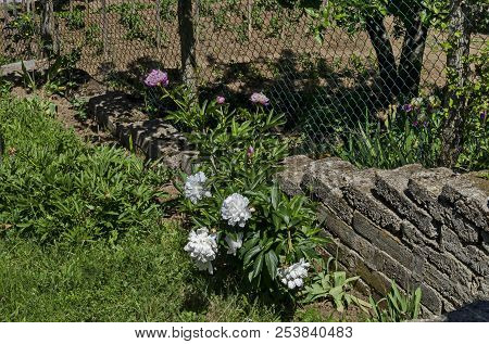 Pink And White Peony Or Paeonia Flower  Blooming On The Background Of Green Leaves In Residential Di