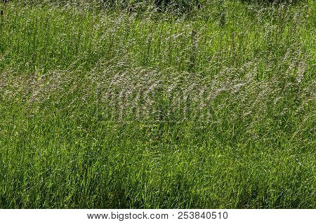 Background Of Sorghum Halepense With Straight Stems In Natural Green Grass Field, District Marchaevo