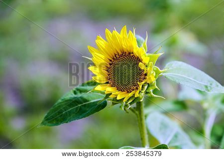 The Sunflower Blossomed With Yellow Petals. The Bud Of A Sunflower Is Very Young