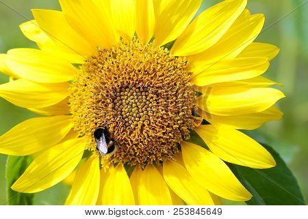Sunflower. Bumblebee On Sunflower Blossom Collecting Nectar. Warm Summer Time