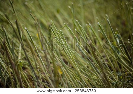 Stalks Of Sloping Plants Of A Slightly Green Color, The Field