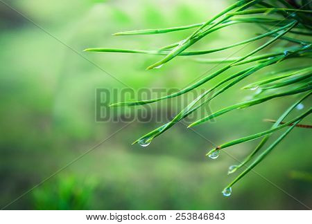 After The Spring Rain. Coniferous Needles With Raindrops. Sharp Macrophotography Using A Combined Fo