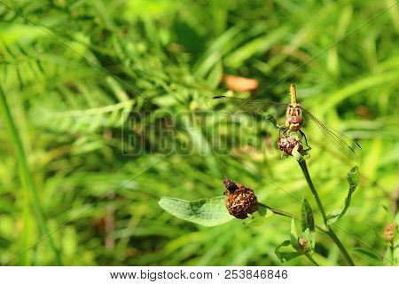 A Dragonfly On A Flower In A Field.
She Considered Her Reflection In The Lens And Did Not Even Want 