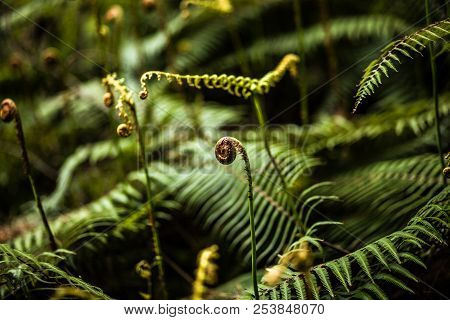 Green Shoots Of The Fern In The Forest Atmosphere Of Mystery, Fairy Tales, Mysteries, Miracle