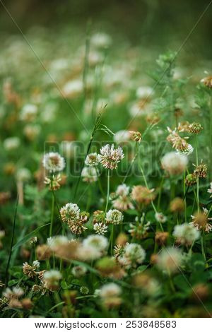Green Field Of A White Clover With A Clear Image In The Center Of The Frame And A Strong Blurring Of