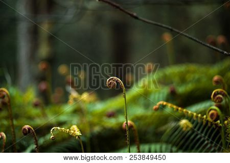 Curls, Green Fern Spirals, Folded Fern Leaves In The Forest In Summer