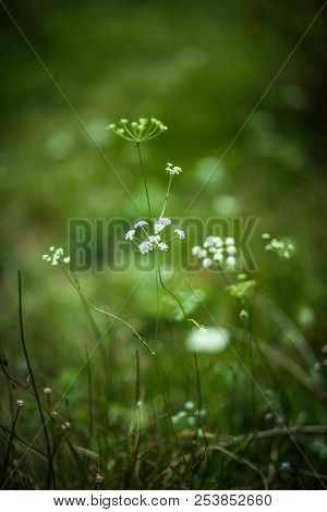Tender White Umbelliferous Flowers On A Spring Blurred Field, Blur, Bokeh In The Background