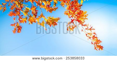 Oak Fall Tree Foliage On Bright Blue Sky With Copy Space, Retro Toned Banner