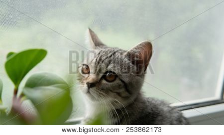 Lovable Scottish Fold Cat Window Plant Happy