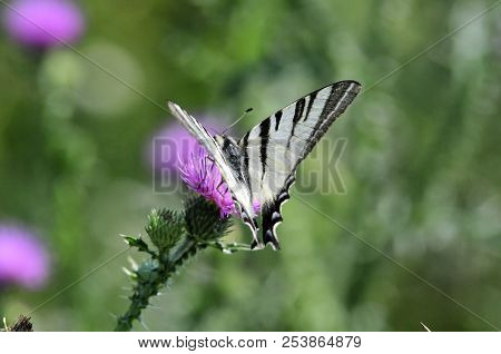 The Scarce Swallowtail It Is Also Called Sail Swallowtail Or Pear-tree Swallowtail.podalirius (latin