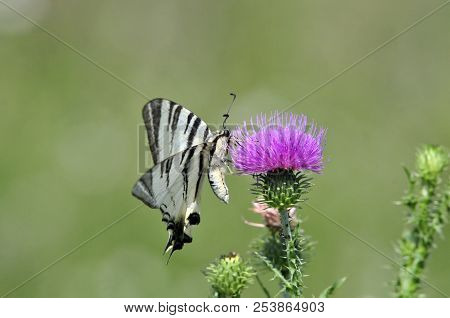 The Scarce Swallowtail It Is Also Called Sail Swallowtail Or Pear-tree Swallowtail.podalirius (latin