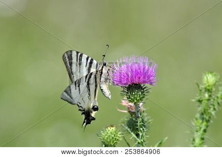 The Scarce Swallowtail It Is Also Called Sail Swallowtail Or Pear-tree Swallowtail.podalirius (latin