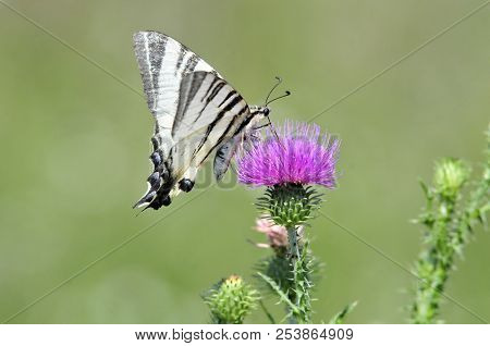 The Scarce Swallowtail It Is Also Called Sail Swallowtail Or Pear-tree Swallowtail.podalirius (latin