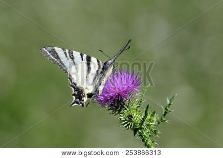 The Scarce Swallowtail It Is Also Called Sail Swallowtail Or Pear-tree Swallowtail.podalirius (latin