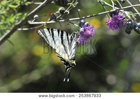 The Scarce Swallowtail It Is Also Called Sail Swallowtail Or Pear-tree Swallowtail.podalirius (latin